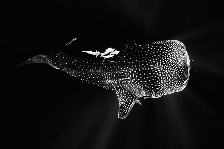 Picture of BLACK AND WHALE SHARK