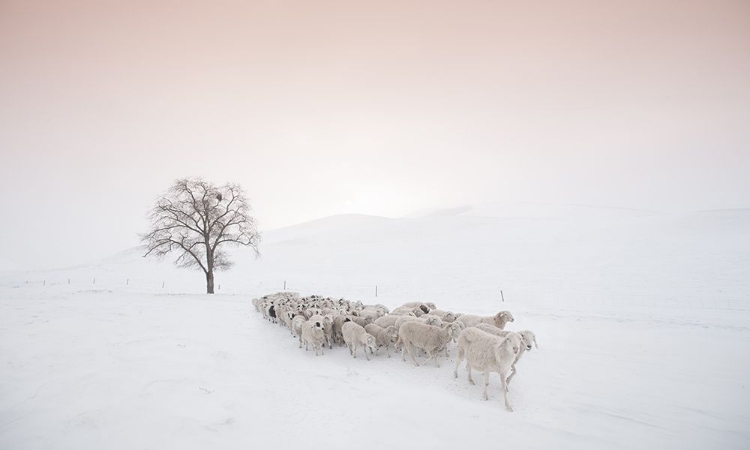 Picture of FLOCK LOOKING FOR FOOD