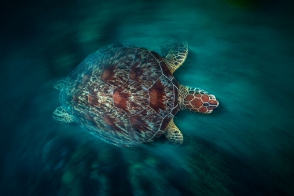 Picture of VACLOCITY TURTLE