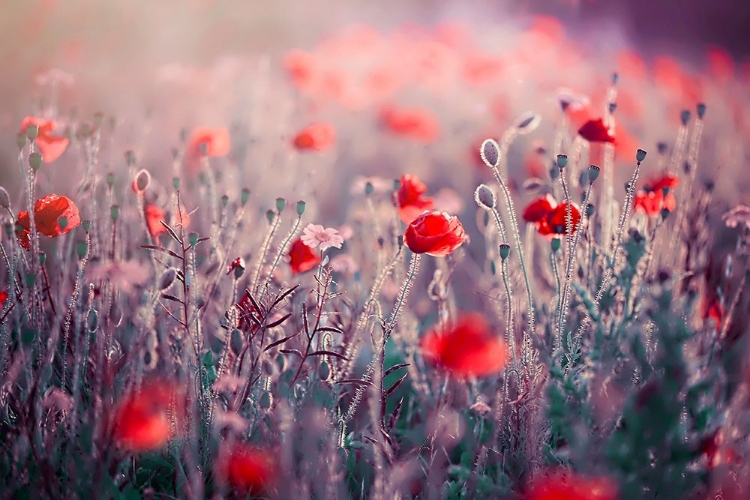 Picture of POPPY MEADOW