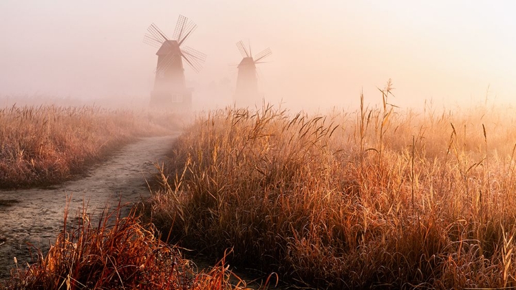 Picture of MORNING MIST