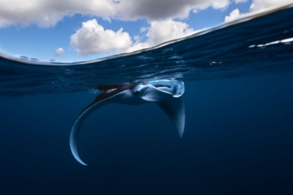Picture of LITTLE MANTA RAY