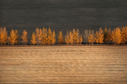 Picture of AUTUMN COLORS