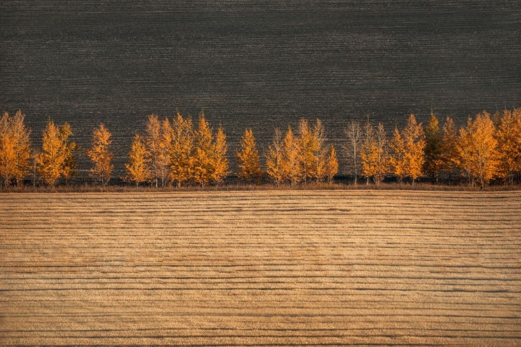 Picture of AUTUMN COLORS