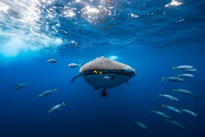 Picture of WHALE SHARK ESCORTED BY A SCHOOL OF BONITO