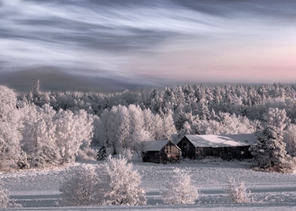 Picture of WINTER MORNING