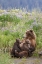 Picture of IN A MOTHERS ARMS