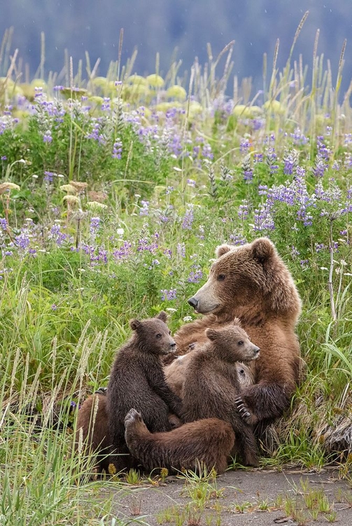 Picture of IN A MOTHERS ARMS