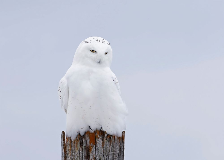 Picture of SNOWY OWL - THE GHOST