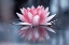 Picture of PADMASANA