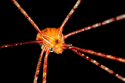 Picture of SPIDER SQUAT LOBSTER