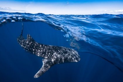 Picture of WHALE SHARK ON SPLIT LEVEL