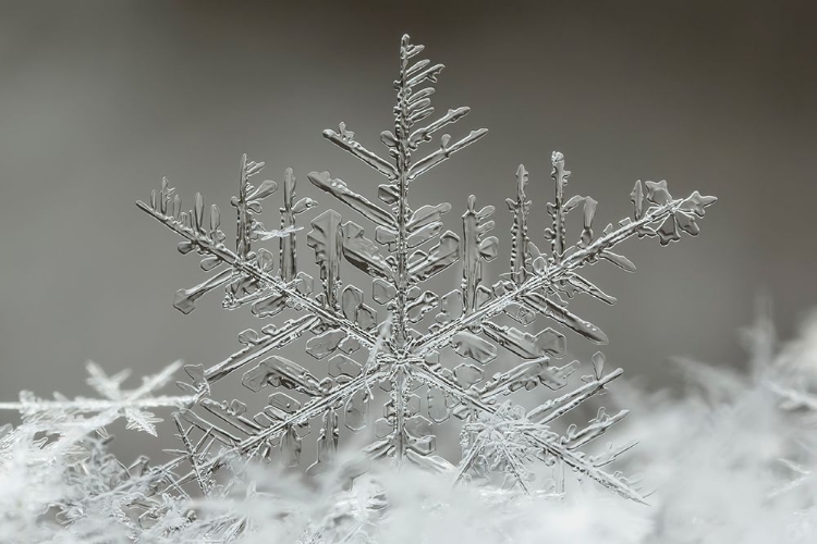 Picture of SNOWFLAKE