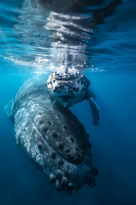 Picture of HUMPBACK WHALE AND CALF