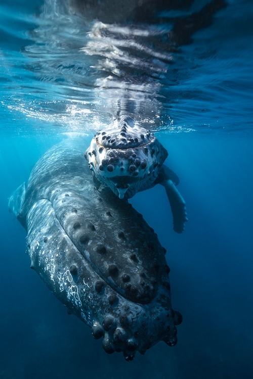 Picture of HUMPBACK WHALE AND CALF