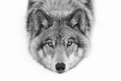 Picture of YELLOW EYES - TIMBER WOLF