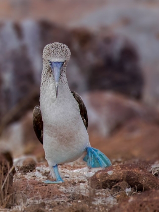 Picture of BLUE-FOOTED BOOBY