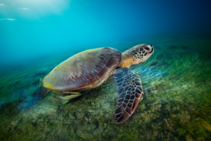 Picture of GREEN TURTLE