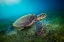 Picture of GREEN TURTLE