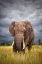 Picture of THE BIG BULL