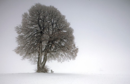 Picture of WINTER TREE