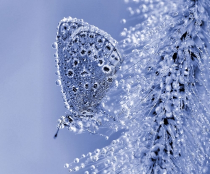 Picture of CHRISTMAS BUTTERFLY...