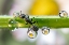 Picture of THE ANT BETWEEN THE DROPS