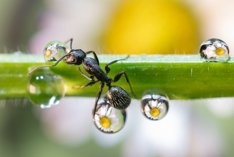 Picture of THE ANT BETWEEN THE DROPS