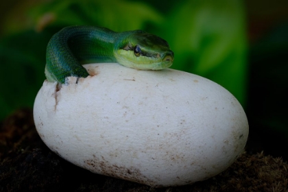 Picture of GONYOSOMA OXYCEPHALUM HATCHING