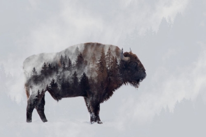 Picture of BISON - DOUBLE EXPOSURE