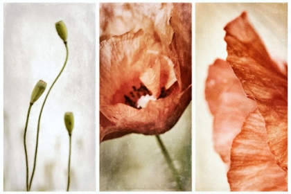Picture of UNTITLED