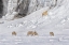 Picture of A POLAR BEAR LOOKING DOWN AT FOUR REINDEER