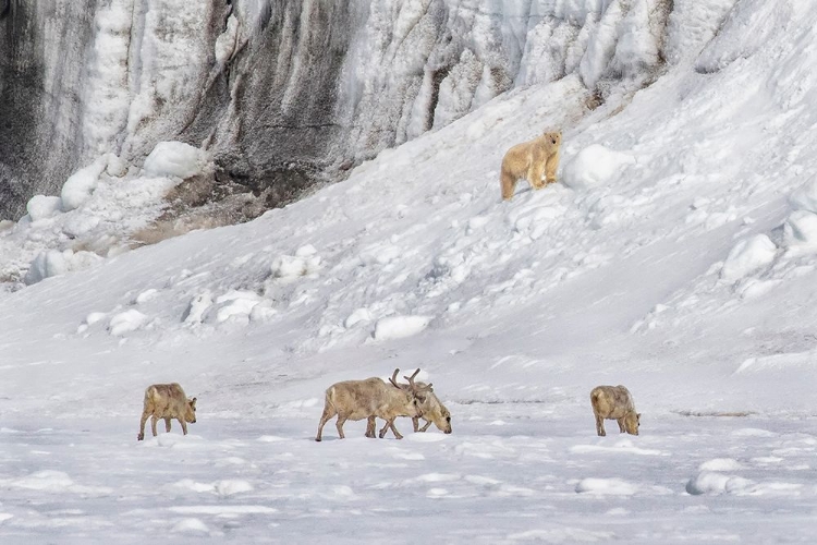 Picture of A POLAR BEAR LOOKING DOWN AT FOUR REINDEER