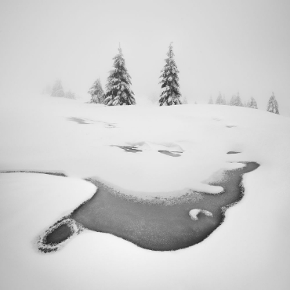 Picture of FROZEN SWAMPS