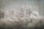 Picture of COLD MORNING