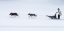 Picture of SLED DOGS RACE - 1