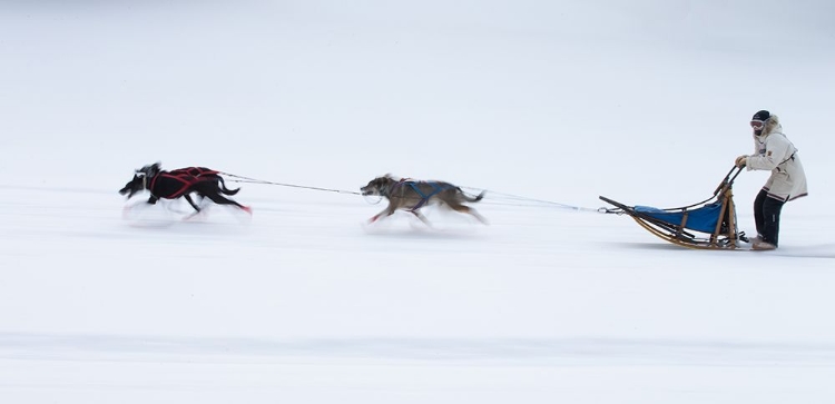 Picture of SLED DOGS RACE - 1
