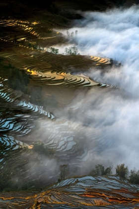 Picture of COLORFUL RICE TERRACES