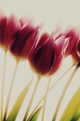 Picture of TULIPS