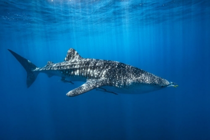 Picture of WHALE SHARK IN THE BLUE