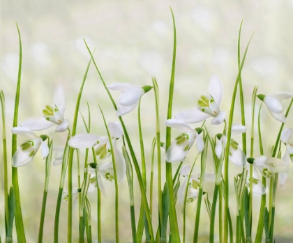 Picture of MEADOW OF SNOWDROPS