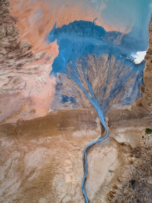 Picture of THE BLUE TREE
