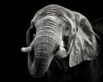 Picture of AFRICAN ELEPHANT