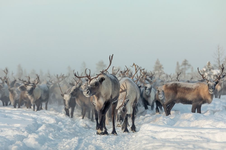 Picture of REINDEERS