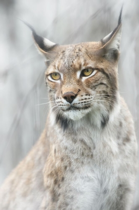 Picture of LYNX PORTRAIT IN THE FOG