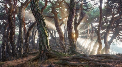 Picture of SACRED PINE TREES