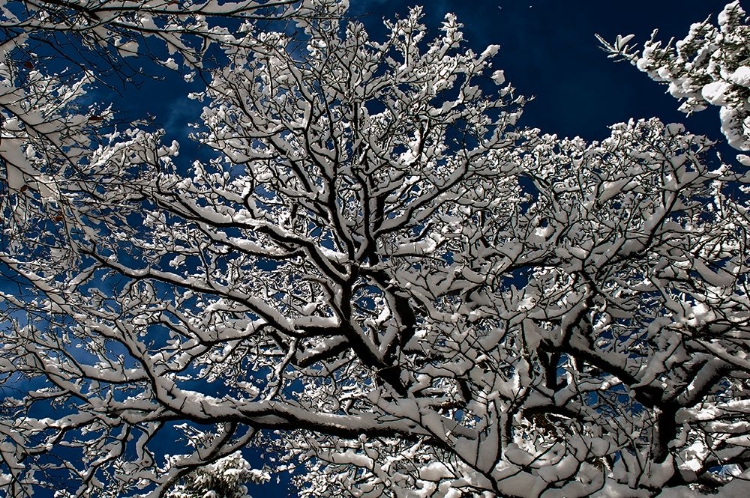 Picture of SNOW IN THE FOREST