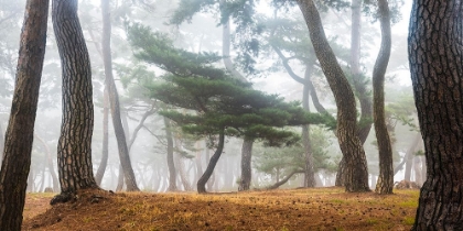 Picture of IN THE MISTY PINE FOREST