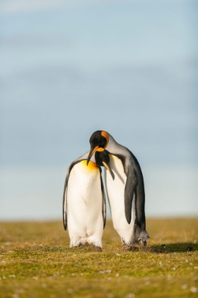 Picture of KING PENGUINS COUPLE
