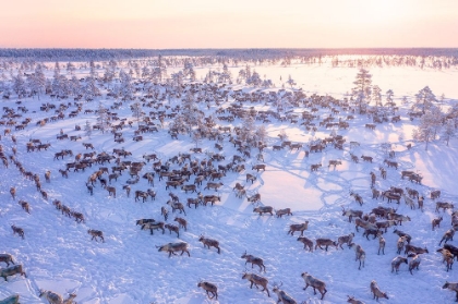 Picture of NORTH OF RUSSIA - WILDE REINDEERS